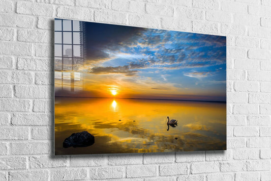 Swan on Lake Sunset UV Direct Aluminum Print Australian Made Quality