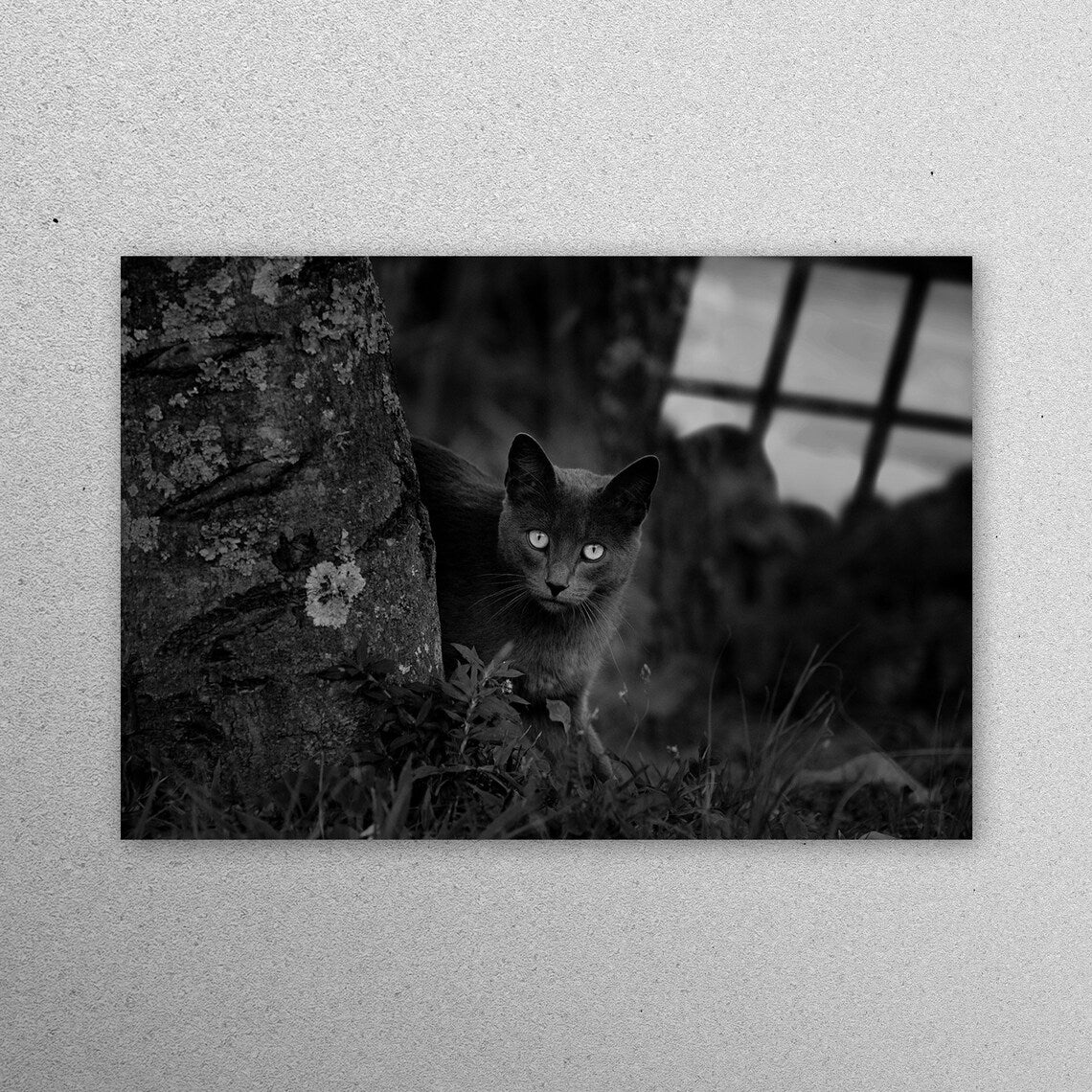 Black Cat Photo Acrylic Glass Print Tempered Glass Wall Art 100% Made in Australia Ready to Hang