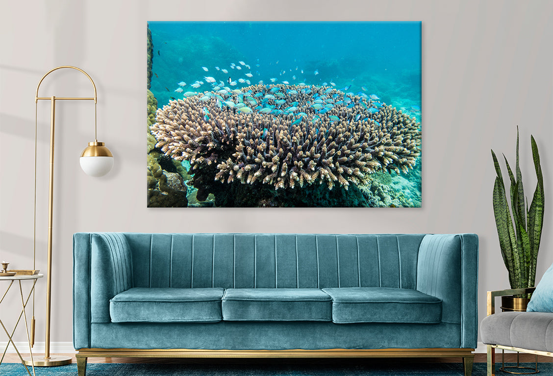 Ningaloo Reef Western Australia Coral Habitat Wall Art Decor 100% Australian Made