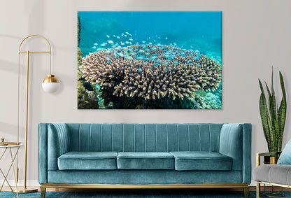 Ningaloo Reef Western Australia Coral Habitat Wall Art Decor 100% Australian Made