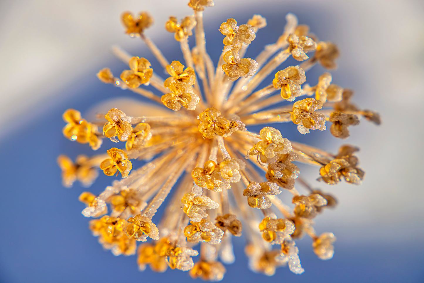 Ice Crystals Round Seedhead with Dried Flower Wall Art Decor 100% Australian Made - Bella Home Decor