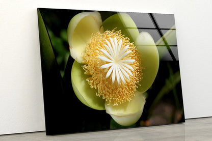 Yellow Flower Closeup UV Direct Aluminum Print Australian Made Quality