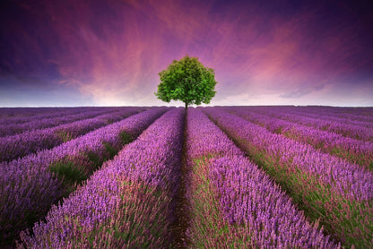 Stunning Lavender Field Sunset with Single Tree Home Decor Premium Quality Poster Print Choose Your Sizes