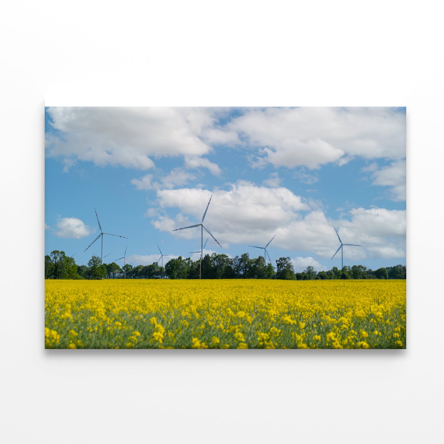 Rapeseed Plant and Wind Turbines Print 100% Australian Made - Bella Home Decor
