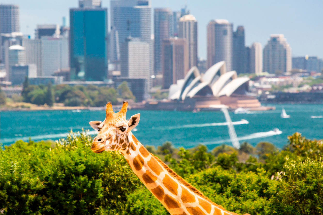 Giraffes Overlooking Sydney Harbour at Taronga Zoo Wall Art Decor 100% Australian Made