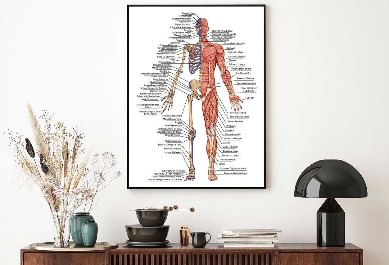 Anatomical Body Human Skeleton Home Decor Premium Quality Poster Print Choose Your Sizes