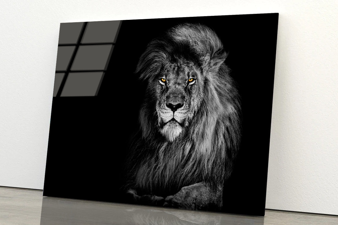 Lion King Isolated on Black Portrait Wildlife Animal Acrylic Glass Print Tempered Glass Wall Art 100% Made in Australia Ready to Hang