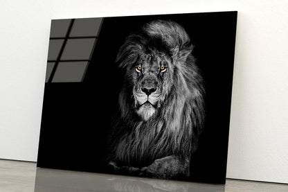 Lion King Isolated on Black Portrait Wildlife Animal Acrylic Glass Print Tempered Glass Wall Art 100% Made in Australia Ready to Hang