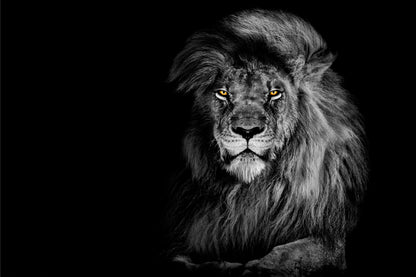 Lion King Isolated on Black Portrait Wildlife Animal Wall Art Decor 100% Australian Made