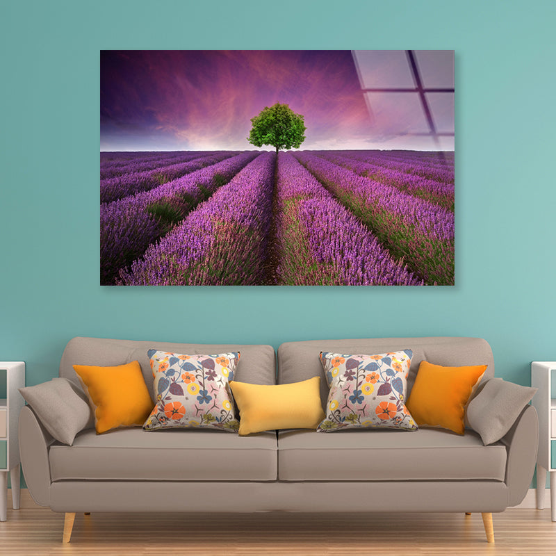 Stunning Lavender Field Sunset with Single Tree Acrylic Glass Print Tempered Glass Wall Art 100% Made in Australia Ready to Hang