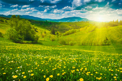 Sunny Dandelion Hillside Ukraine Wall Art Decor 100% Australian Made