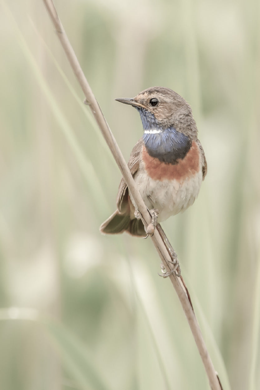 Bluethroat Bird on Branch Photograph Glass Framed Wall Art, Ready to Hang Quality Print