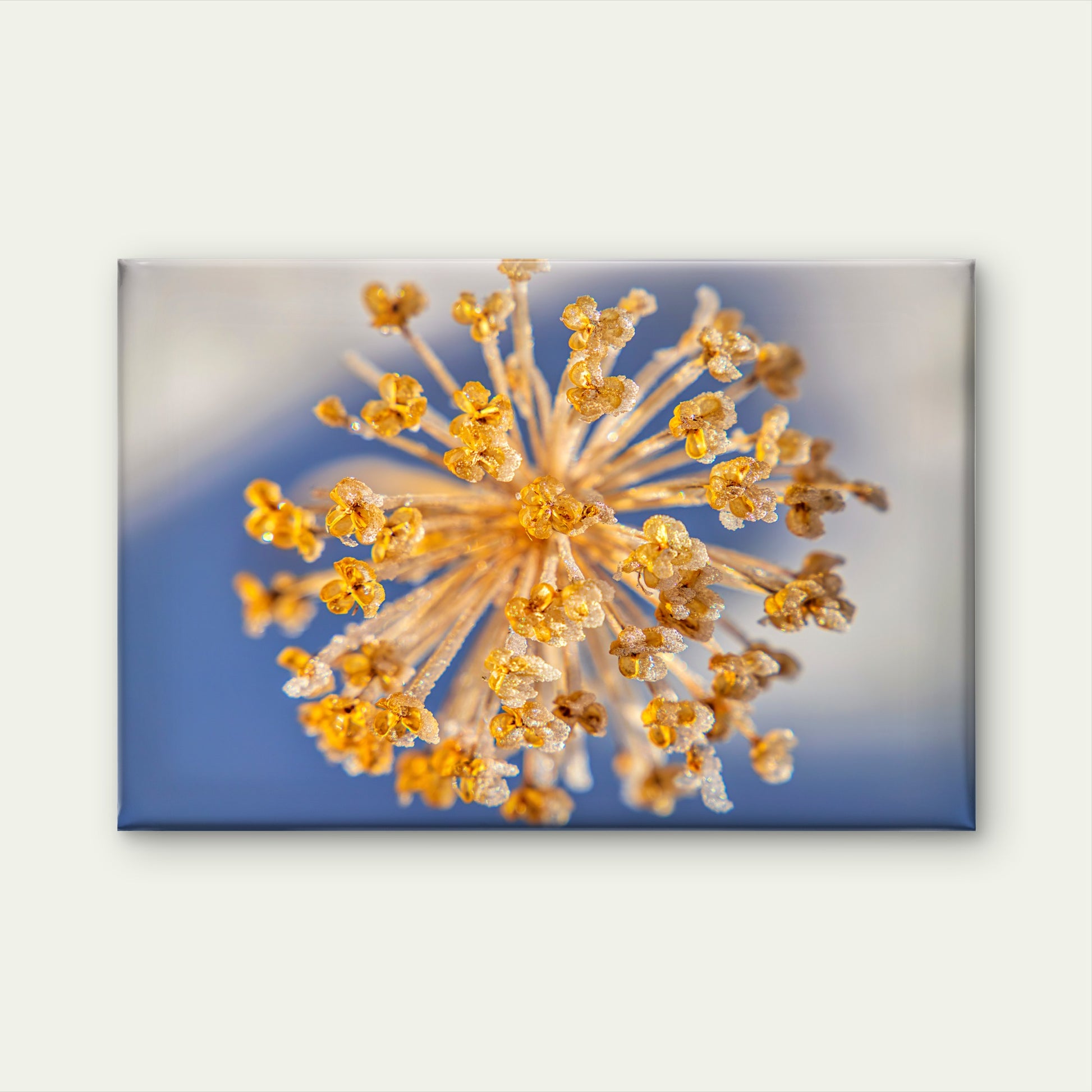 Ice Crystals Round Seedhead with Dried Flower Wall Art Decor 100% Australian Made - Bella Home Decor