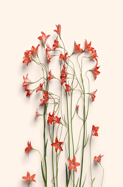 Orange Wildflowers Bouquet 60x90cm Metal Print Ready to Hang - Bella Home Decor