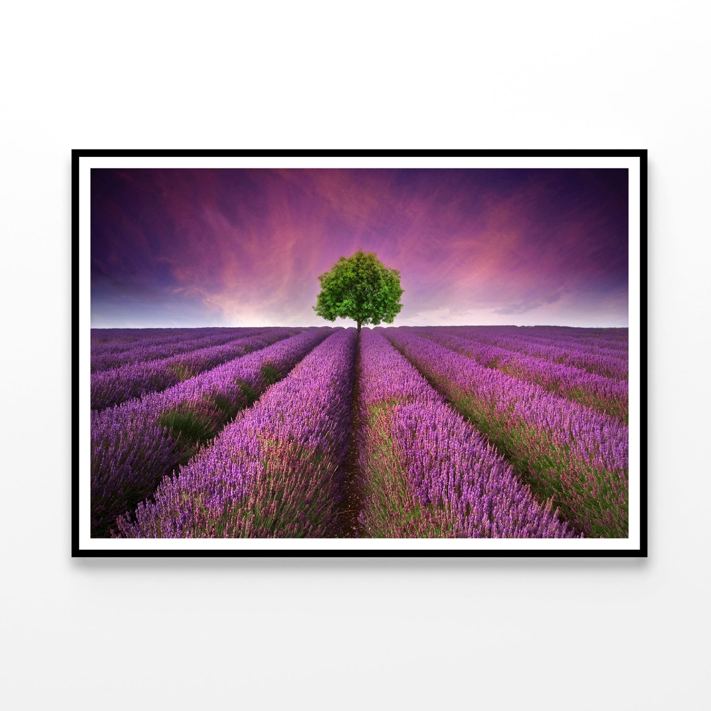 Stunning Lavender Field Sunset with Single Tree Home Decor Premium Quality Poster Print Choose Your Sizes