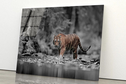 Blue Eye Tiger Acrylic Glass Print Tempered Glass Wall Art 100% Made in Australia Ready to Hang