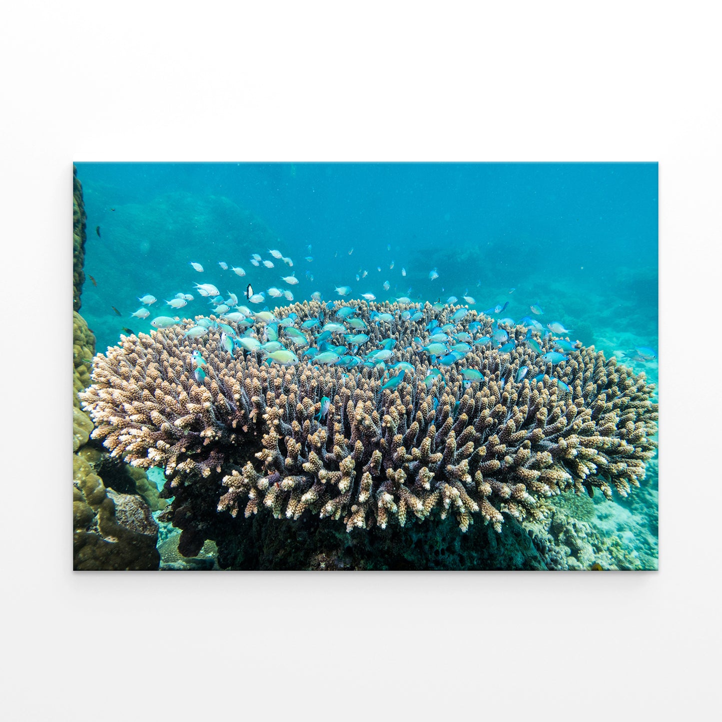 Ningaloo Reef Western Australia Coral Habitat Wall Art Decor 100% Australian Made