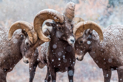 Bighorn Sheep Rams in North American Snow Wall Art Decor 100% Australian Made