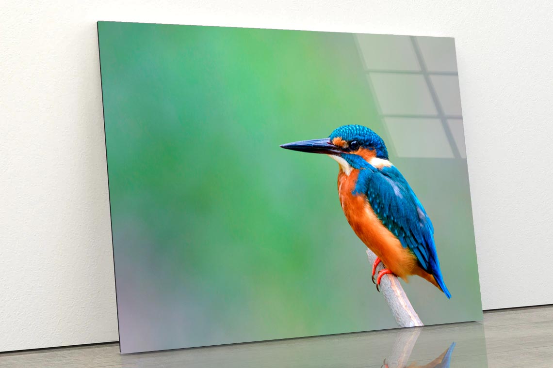 Beautiful Bird in Nature Common Kingfisher  Acrylic Glass Print Tempered Glass Wall Art 100% Made in Australia Ready to Hang