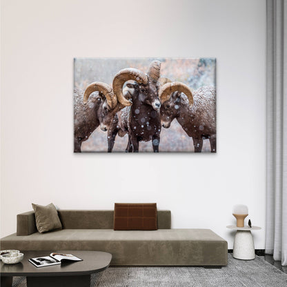 Bighorn Sheep Rams in North American Snow Wall Art Decor 100% Australian Made