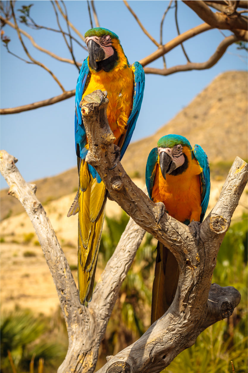 Blue and Yellow Macaw Parrots on Branch 40x60cm Metal Print Ready to Hang