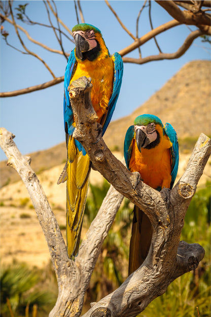 Blue and Yellow Macaw Parrots on Branch 40x60cm Metal Print Ready to Hang