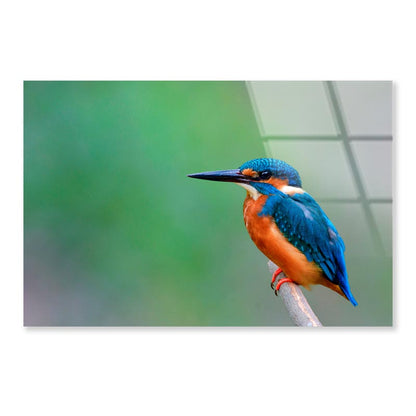 Beautiful Bird in Nature Common Kingfisher  Acrylic Glass Print Tempered Glass Wall Art 100% Made in Australia Ready to Hang