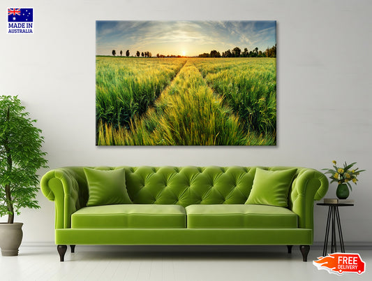 Wheat Field, Sunset & Trees Print 100% Australian Made - Bella Home Decor