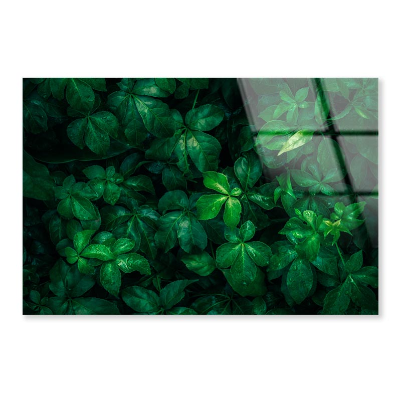 Foliage Of Tropical Leaf Acrylic Glass Print Tempered Glass Wall Art 100% Made in Australia Ready to Hang - Bella Home Decor