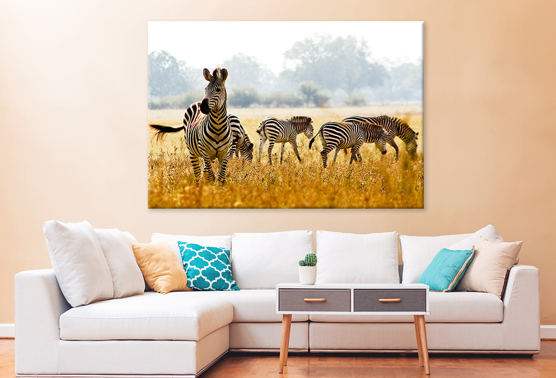 Male Zebra Protecting His Herd Wall Art Decor 100% Australian Made - Bella Home Decor