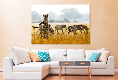 Male Zebra Protecting His Herd Wall Art Decor 100% Australian Made - Bella Home Decor