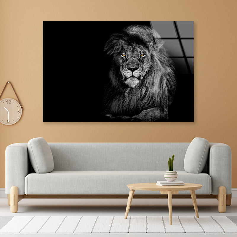 Lion King Isolated on Black Portrait Wildlife Animal Acrylic Glass Print Tempered Glass Wall Art 100% Made in Australia Ready to Hang