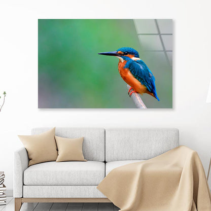 Beautiful Bird in Nature Common Kingfisher  Acrylic Glass Print Tempered Glass Wall Art 100% Made in Australia Ready to Hang