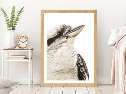 Kookaburra Bird Closeup Side View Photograph Glass Framed Wall Art, Ready to Hang Quality Print With White Border Oak