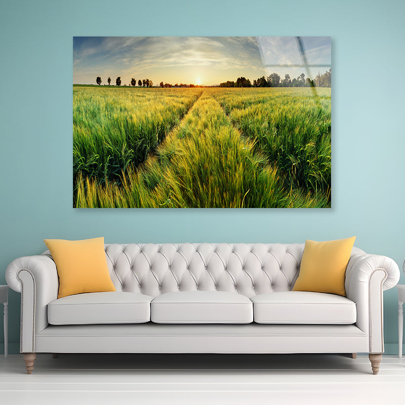 Wheat Field, Sunset & Trees Acrylic Glass Print Tempered Glass Wall Art 100% Made in Australia Ready to Hang - Bella Home Decor
