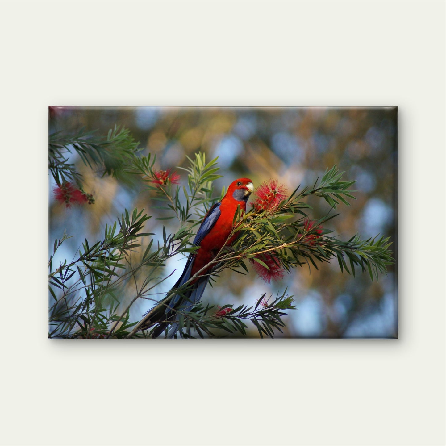 Crimson Rosella Australian Bird Wall Art Decor 100% Australian Made