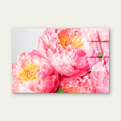 Pink Peony Blossoms Yellow Stamen  Acrylic Glass Printing Wall Art Australian Made Quality