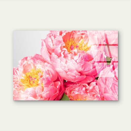 Pink Peony Blossoms Yellow Stamen Acrylic Glass Printing Wall Art Australian Made Quality