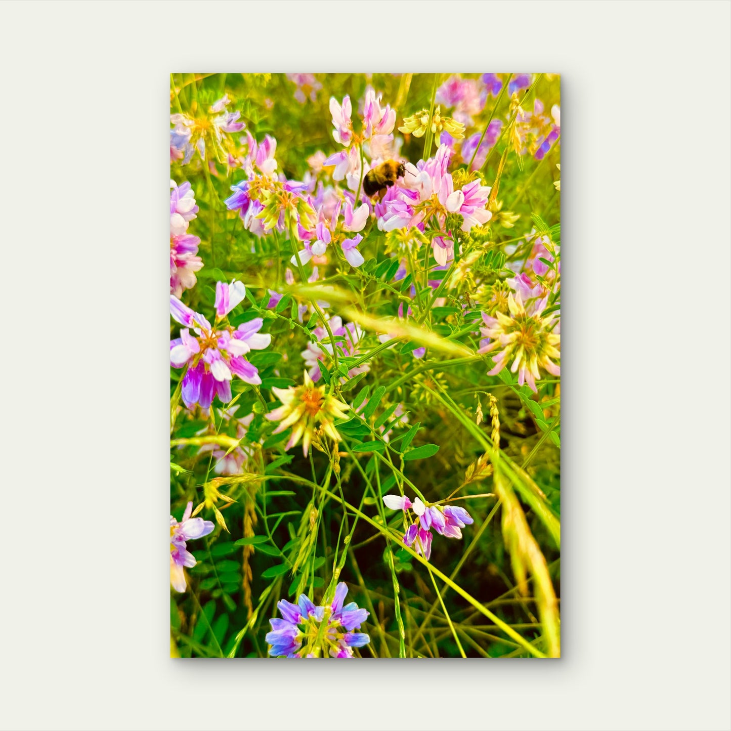 Bee on a Cluster of Crown Vetch Flowers 40x60cm Metal Print Ready to Hang