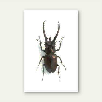 Male Stag Beetle Specimen 40x60cm Metal Print Ready to Hang