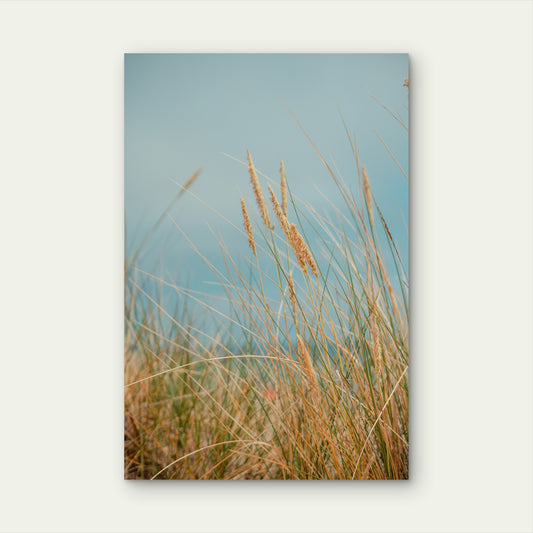 Marram Grass In Coastal Sand Dunes 60x90cm Metal Print Ready to Hang
