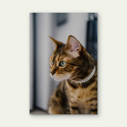 Close Up Cat Looking Away 40x60cm Metal Print Ready to Hang