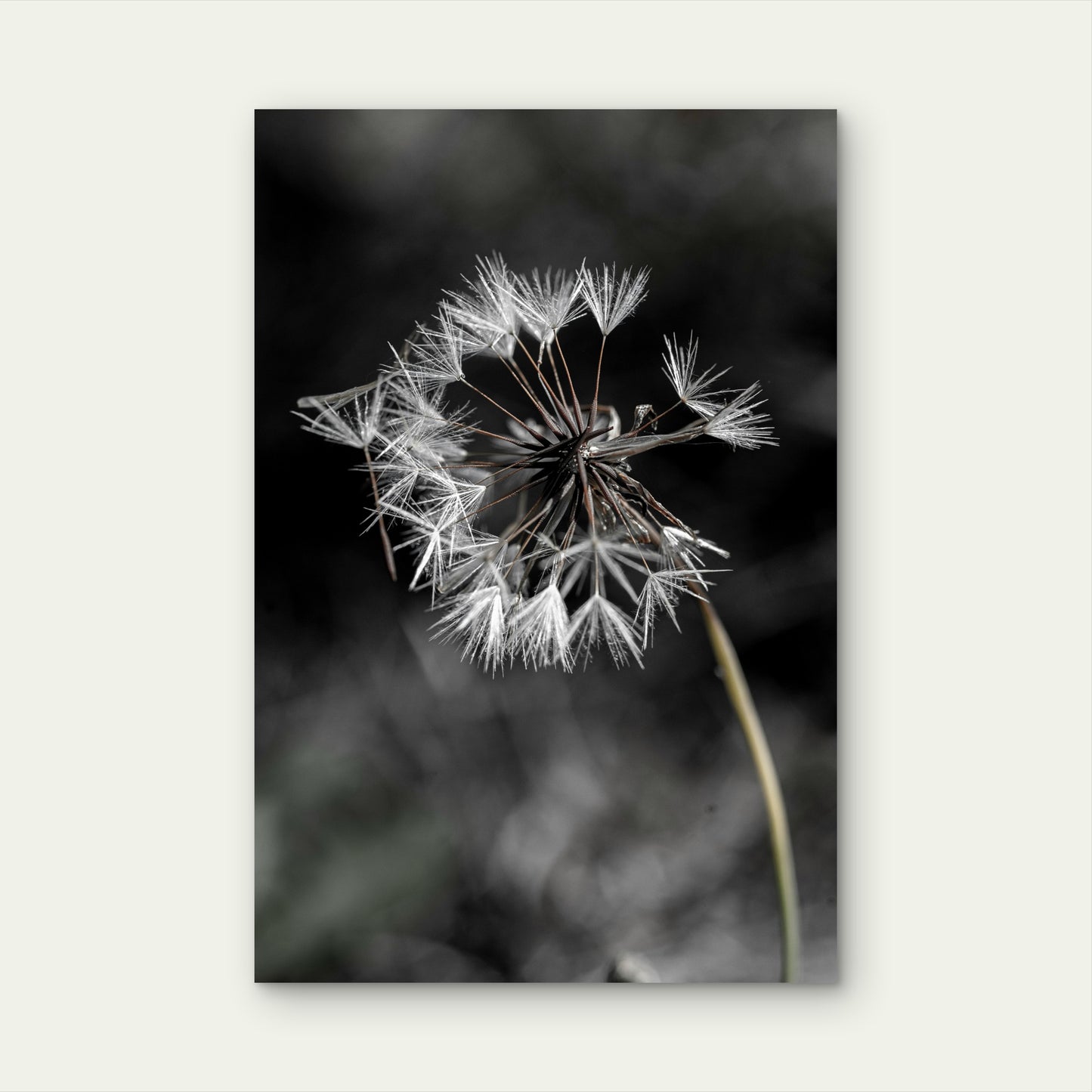 A Close Up Of A Dandelion With A Blurry Background 60x90cm Metal Print Ready to Hang