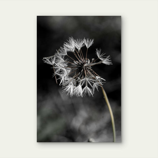 A Close Up Of A Dandelion With A Blurry Background 60x90cm Metal Print Ready to Hang