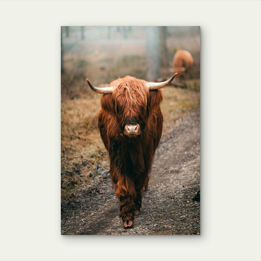 Highland Cow Rustic View 60x90cm Metal Print Ready to Hang