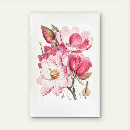 Botanical Illustration of the Campbell's Magnolia 60x90cm Metal Print Ready to Hang