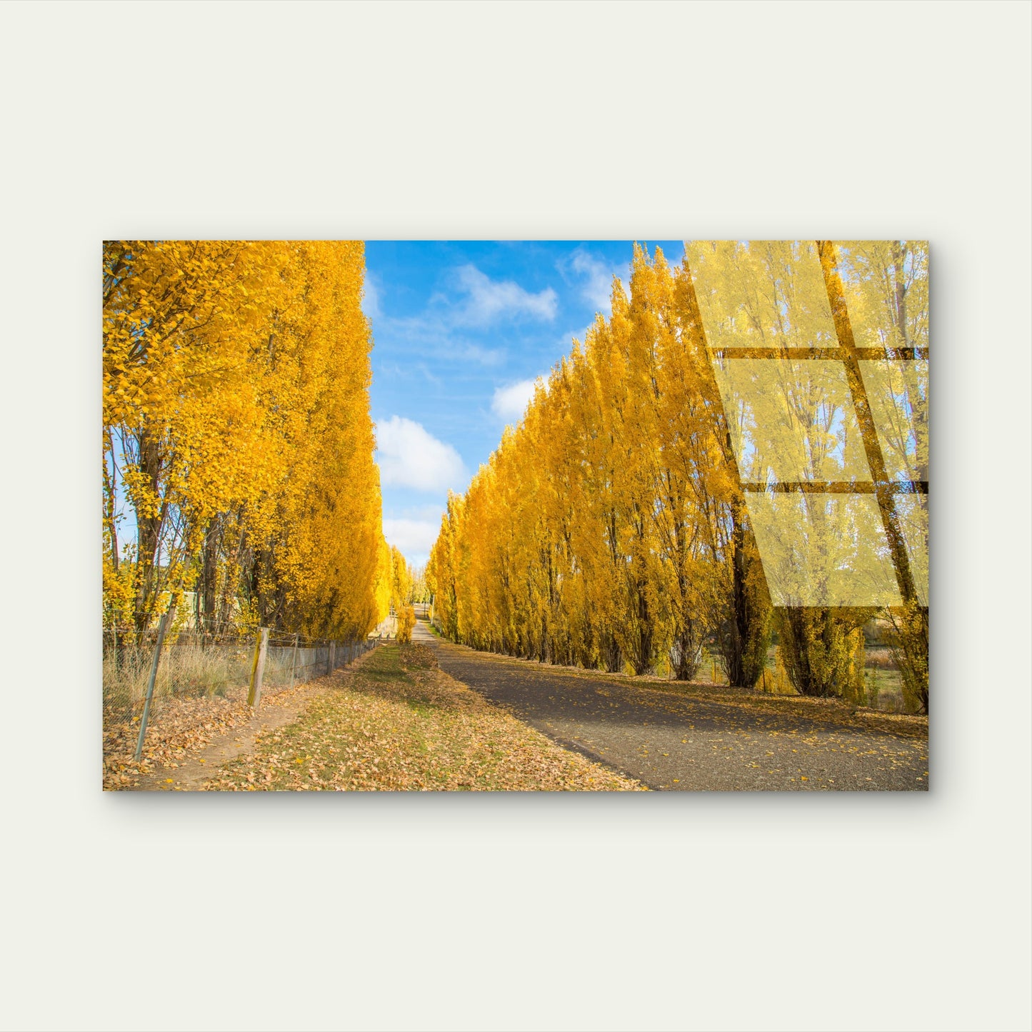Gould Memorial Drive Autumn Gold Trees  Acrylic Glass Printing Wall Art Australian Made Quality
