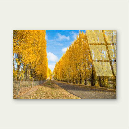 Gould Memorial Drive Autumn Gold Trees  Acrylic Glass Printing Wall Art Australian Made Quality