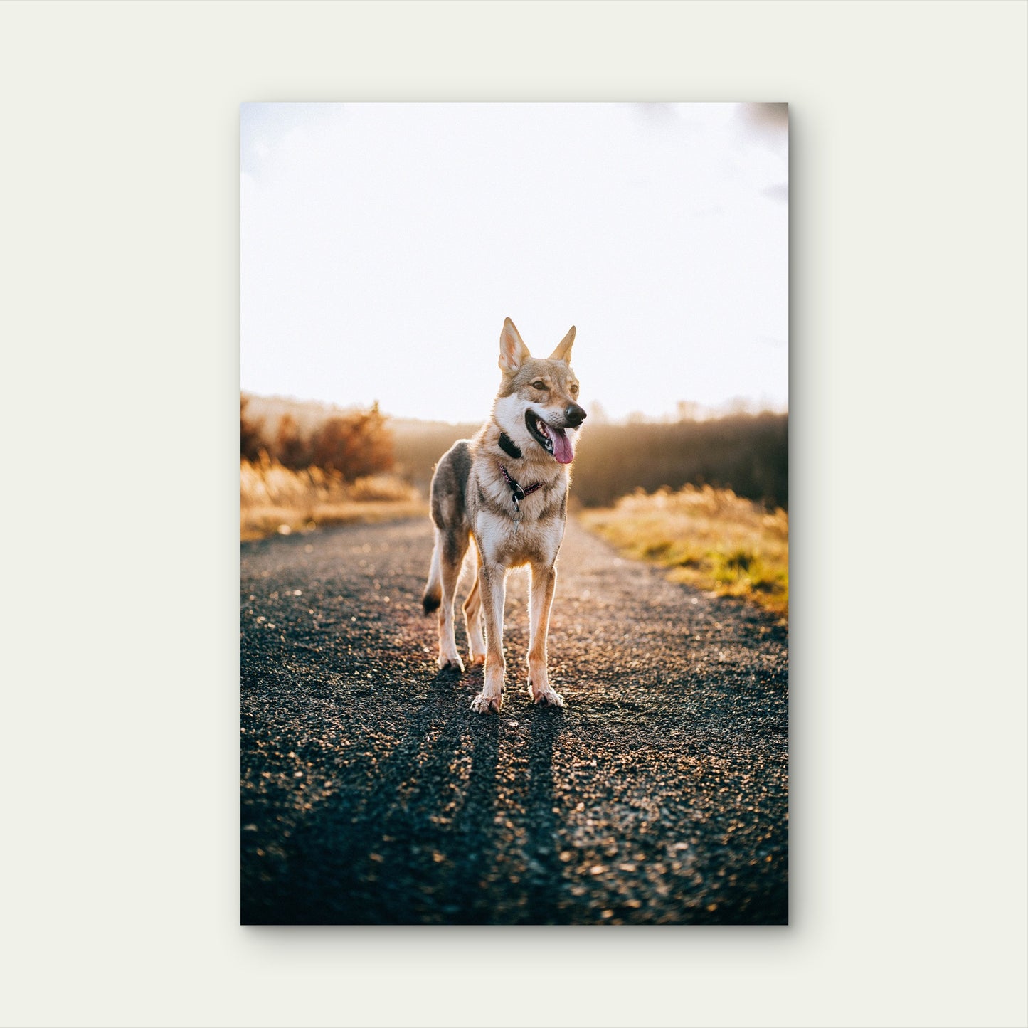 Czech Republic Wolfdog Czechoslovakian 40x60cm Metal Print Ready to Hang