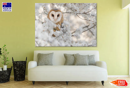 Barn Owl Wrapped by Flowers View Photograph 90x60cm Print 100% Australian Made